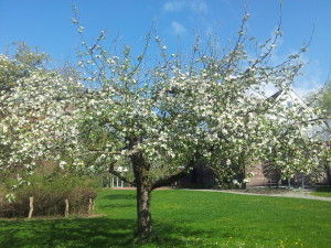 Appletree in the "Jubi" garden