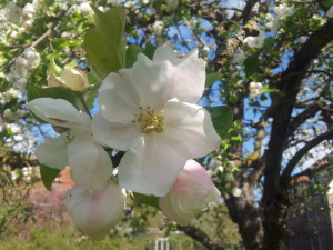 In the "Jubi" garden